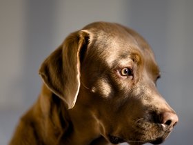 Frieda